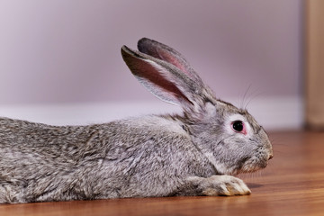 Cropped image of a beautiful grey rabbit chinchilla breed