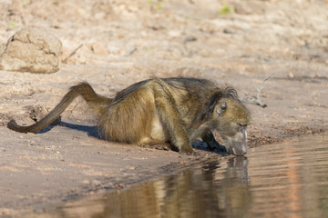 Fototapeta premium Chocma Baboons in Botswana Africa