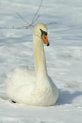 Obraz premium Mute Swans on Ice Covered Hudson River 