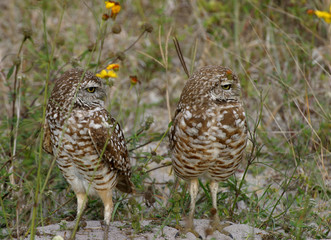 Burrowing Owl in Florida Field