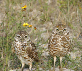 Burrowing Owl in Florida Field