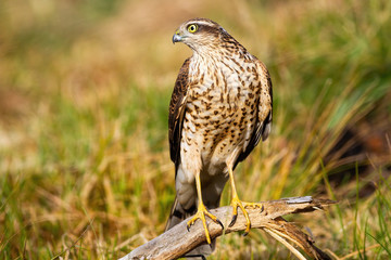 Interested eurasian sparrowhawk, accipiter nisus, looking aside in nature with grass in background. Wild bird of prey sitting from front view on glade with copy space.