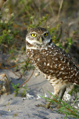 Burrowing Owl in Florida Field