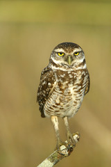 Burrowing Owl in Florida Field