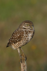Burrowing Owl in Florida Field