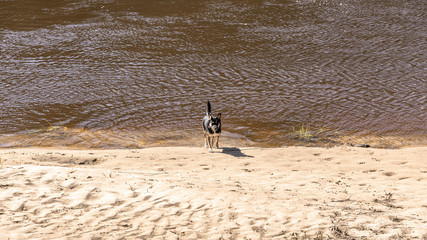 Fototapeta na wymiar Small dog after swimming in wild river 
