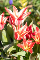 Red and white tulips during sunny spring day.
