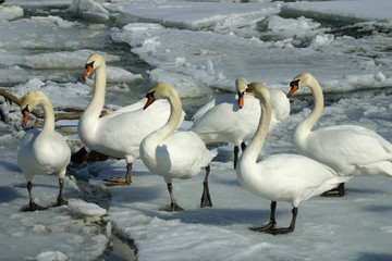 Mute Swans on  Ice Covered Hudson River 