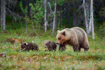 Mummy bear and two little cubs