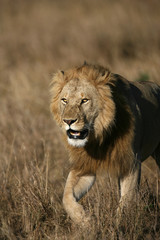 Obraz na płótnie Canvas Lions on the Masai Mara Preserve, Kenya Africa