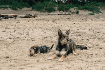 Fototapeta na wymiar Dog plays on the beach by the sea