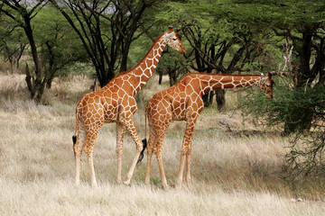 Reticulated Giraffe in Samburu National Preserve, Kenya Africa