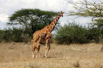 Reticulated Giraffe in Samburu National Preserve, Kenya Africa
