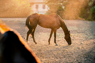 Лошади в загоне в вечером. Порода английская скаковая лошадь.