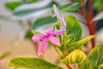 pink and yellow flowers