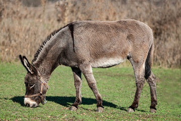 Naklejka na ściany i meble Donkey grazes in the meadow. Natural background.