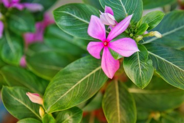 pink and white flower