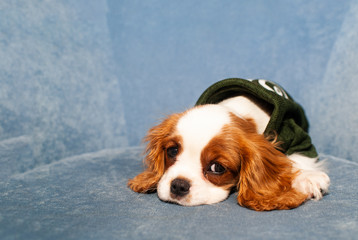 Tired sad dog lies on a blue armchair and looks at the camera. King Charles spaniel breed. Space for text.