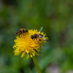 Bee drones collect nectar on dandelion flowers. Natural background.