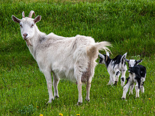 Obraz premium Goat with kids in a green meadow in the countryside. Natural background.