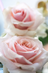 beautiful pink Roses close up