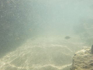 peixes água salgada, mar, praia, natureza, férias