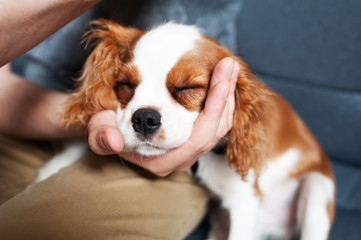 Cute tired puppy fell asleep on the owner’s hand. Waiting for the turn to the vet. something bothers the dog. King Charles spaniel breed.
