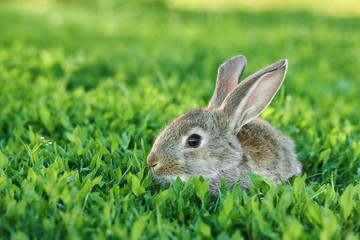Naklejka na ściany i meble Grey rabbit sits in green grass outdoor