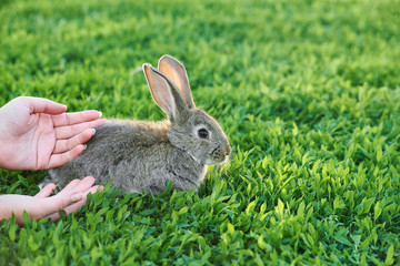 Female hand strokes rabbit sitting in grass