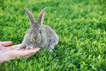 Obraz premium Female hands stroking a little grey rabbit