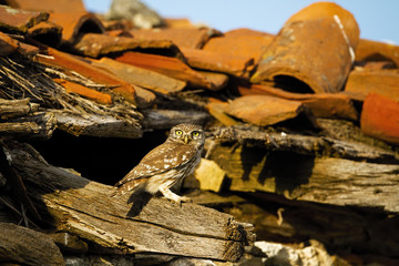 Cute little owl, athene noctua, sitting on a roof beams of old homestead. Alert wild animal looking from ruined house with red tiles. Bird of prey in urban environment.