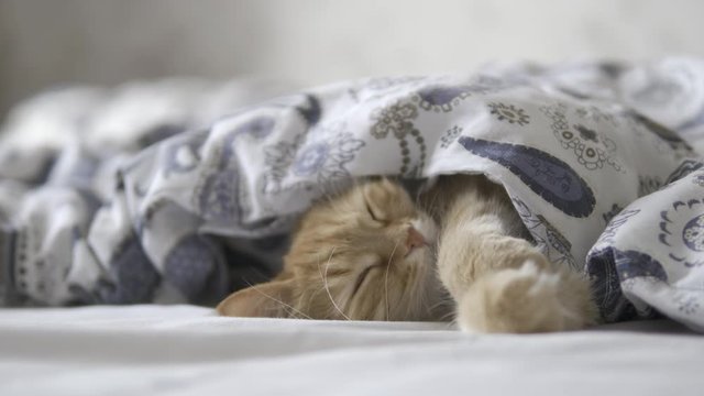 Cute ginger cat sleeps in bed. Fluffy pet comfortably settled under blanket. Clip with HLG profile BT.2020 ungraded.