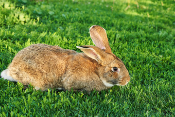 Belgian Flanders or Flemish Giant rabbit, grey