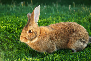 Flemish Giant rabbit, grey, brown natural colour