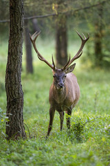 Magnificent red deer, cervus elaphus, chewing in forest and standing by a tree. Vertical composition of wild herbivore with antlers looking from front view with copy space.