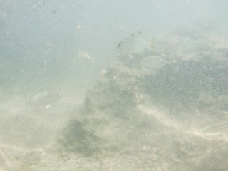 &aacute;gua salgada, mar, natureza, praia, peixes, 