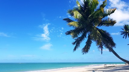 coqueiro na praia, mar, paraíso, férias, natureza, águas cristalinas