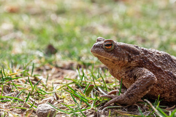 close up frog or toad on the ground