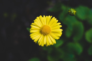 Arnica montana, also known as wolf's bane, leopard's bane, mountain tobacco and mountain arnica, is a moderately toxic ethnobotanical European flowering plant in the sunflower family. 