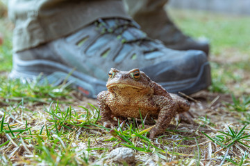 frog or toad on the ground near the big foot