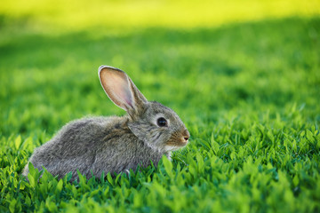 Cute little rabbit is sitting on green grass
