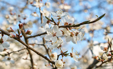 plum full blossom and the background of the blue sky ,white flowers in the spring