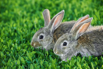 two grey rabbits in green grass outdoor