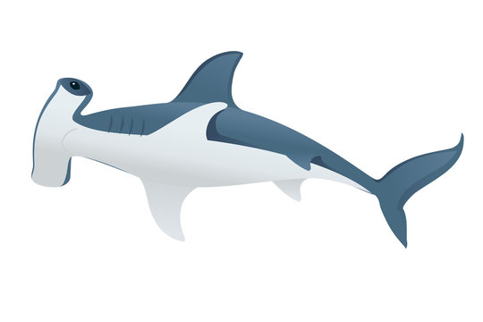 Hammerhead shark underwater giant animal simple cartoon character design flat vector illustration isolated on white background