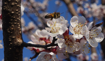 spring tree with flower on sky beckground
