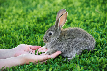 Female hands hold and stroke a little grey rabbit