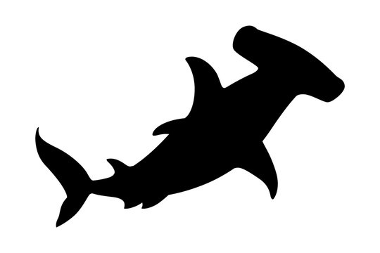 Hammerhead Shark Silhouette Images – Browse 1,244 Stock Photos