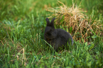 Naklejka na ściany i meble Llttle black rabbit on a lawn. Beautiful funny black rabbit