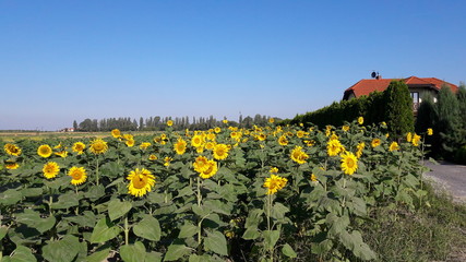 field full of sunflowers in season