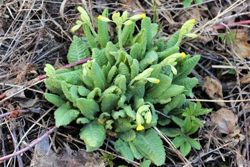 Fototapeta premium Primula veris